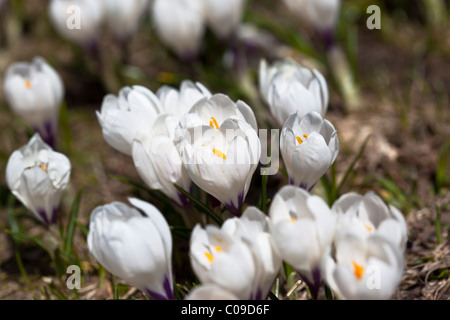 Nahaufnahme von einer zeitigen Frühjahr weiße Crocus Vernus Albiflorus wächst in einer Almwiese in den Schweizer Alpen. Charles Lupica Stockfoto