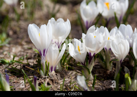 Nahaufnahme von einer zeitigen Frühjahr weiße Crocus Vernus Albiflorus wächst in einer Almwiese in den Schweizer Alpen. Charles Lupica Stockfoto