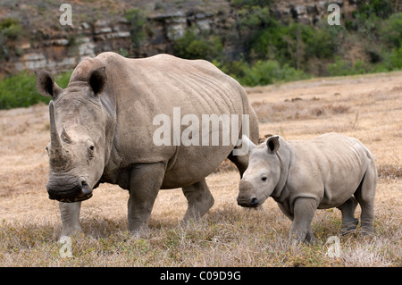 White Rhino mit Kalb, Kwandwe Game Reserve, Eastern Cape, Südafrika Stockfoto