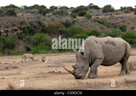 White Rhino mit Löwen, Kwandwe Game Reserve, Eastern Cape, Südafrika Stockfoto