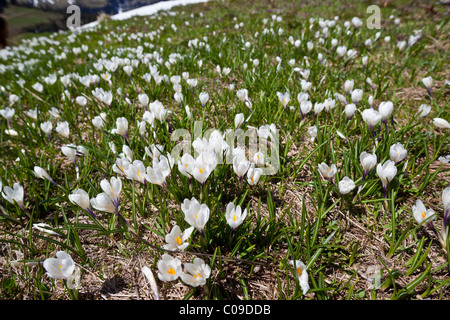 Ein Feld von Crocus Vernus Albiflorus Iridaceae wilde Blumen wachsen in einer Almwiese in der Schweiz. Charles Lupica Stockfoto