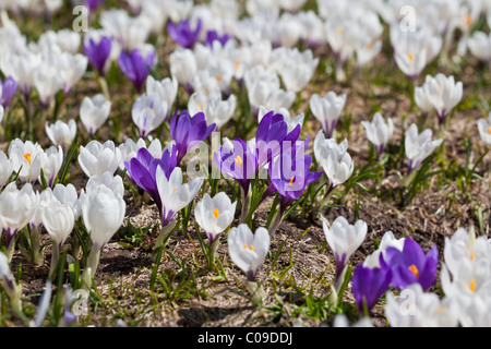 Zeitigen Frühjahr Crocus Vernus Albiflorus wächst in einer Almwiese in den Schweizer Alpen. Stockfoto