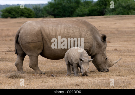 White Rhino mit Kalb, Kwandwe Game Reserve, Eastern Cape, Südafrika Stockfoto