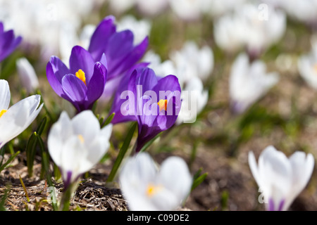 Zeitigen Frühjahr Crocus Vernus Albiflorus wilde Blume wächst in einer Almwiese in den Schweizer Alpen. Charles Lupica Stockfoto