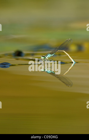 Blau-tailed Damselfly (Ischnura Elegans), weiblich in der Eiablage Stockfoto