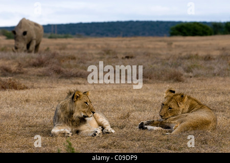 Junge Löwen und White Rhino, Kwandwe Game Reserve, Eastern Cape, Südafrika Stockfoto
