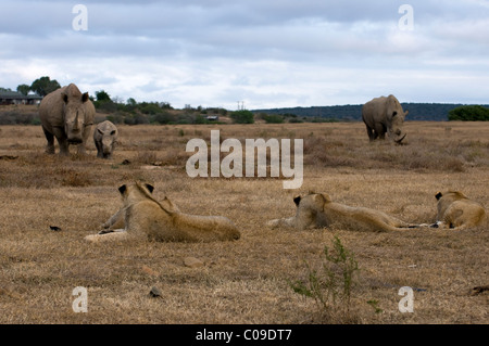 Junge Löwen und weißen Nashörner, Kwandwe Game Reserve, Eastern Cape, Südafrika Stockfoto