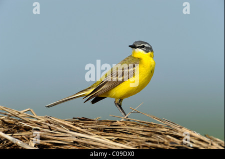 Schafstelze (Motacilla Flava), thront auf Strohballen Stockfoto