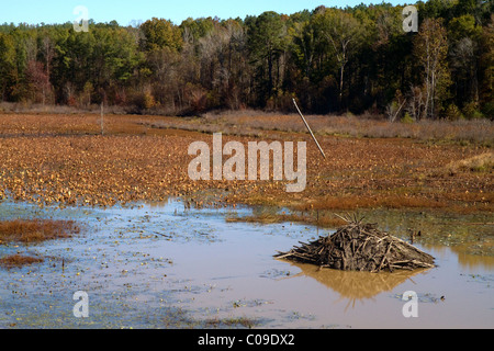 Beaver lodge in einem Sumpf entlang des Flusses Tombigbee nördlich von Tupelo, Mississippi, USA. Stockfoto