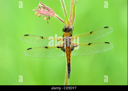 Vier-spotted Chaser (Libellula Quadrimaculata), thront auf einer Blume Stockfoto