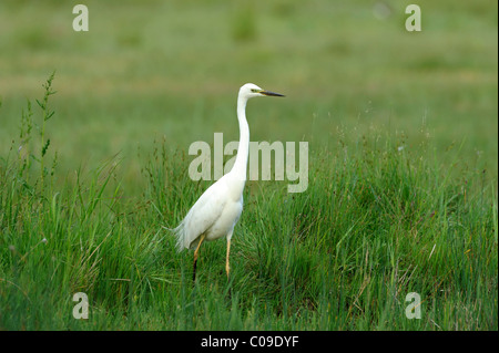 Seidenreiher (Egretta Garzetta), stehend in hohe Gräser Stockfoto