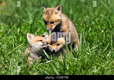 Drei Baby rote Füchse spielen zusammen in Floyd County, Indiana Stockfoto