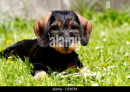 Rauhaar Dackel Welpe, 10 Wochen Stockfoto