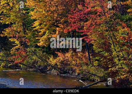 Herbst Farbe Ion Swift River im Carroll County, New Hampshire Stockfoto