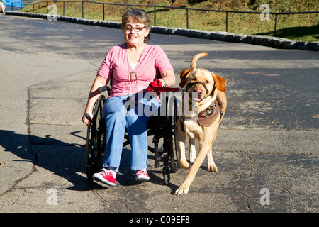 Behinderte Frau in einem Rollstuhl mit einem Servicehund für Hilfe. Stockfoto