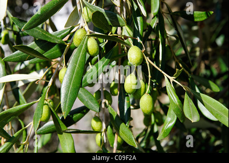 Olive auf einen Olivenbaum Gargano, Apulien, Puglia, Italien, Europa Stockfoto