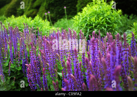 Blumen von der halb winterhart Salbei, Salvia buchananii Stockfoto