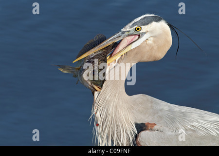 Great Blue Heron mit Fisch zu fangen Stockfoto