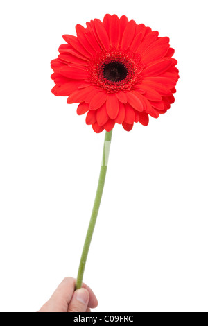 rote Gerbera Daisy hautnah Stockfoto