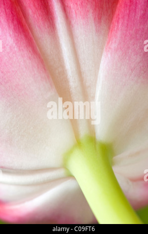 Nahaufnahme der Unterseite einer Tulpe Blüte, wo es eine zu seinem Stamm Verbindung Stockfoto