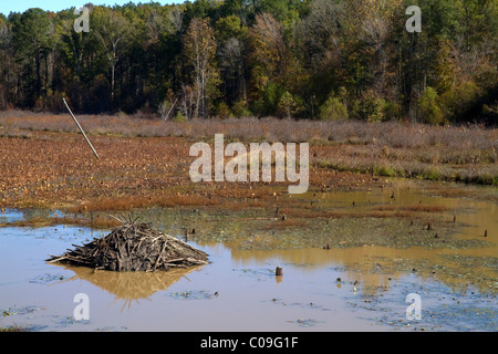 Beaver lodge in einem Sumpf entlang des Flusses Tombigbee nördlich von Tupelo, Mississippi, USA. Stockfoto