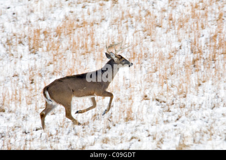 Weiß - angebundene Rotwild Buck mit gebrochenen Geweih Tine läuft durch Schnee bedeckt Feld in Cades Cove in den Great Smokey Mountains Stockfoto