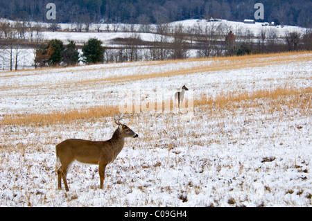 Weiß - angebundene Rotwild Buck und macht im Schnee bedeckt Feld in Cades Cove in den Great Smokey Mountains National Park, Tennessee Stockfoto