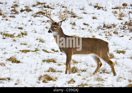 Alert weiß - angebundene Rotwild Buck mit gebrochenen Geweih Tine im Schnee bedeckt Feld in Cades Cove in den Great Smokey Mountains Stockfoto