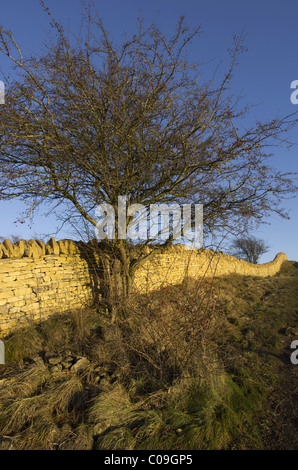 eine Trockenmauer gebaut wird repariert Stockfoto