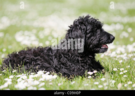 Flatdoodle, Hybrid-Hund, Designer Hund kreuzen Stockfoto