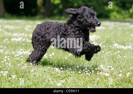 Flatdoodle, Hybrid-Hund, Designer Hund kreuzen Stockfoto