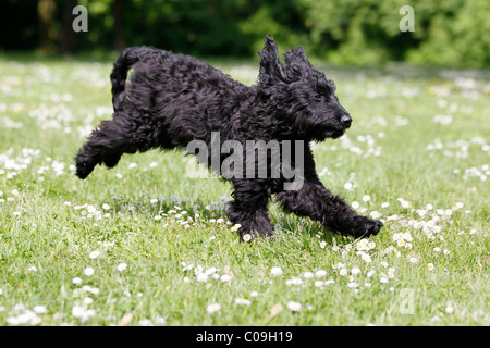 Flatdoodle, Hybrid-Hund, Designer Hund kreuzen Stockfoto