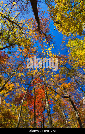 Weitwinkelaufnahme Herbst Bäume nach oben durch den Wald in Pine Mountain State Park im Bell County, Kentucky Stockfoto