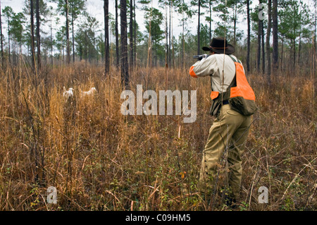 Jäger schießen auf Flushing Vögel als English Setter Rücken ein anderer Hund in Punkt bei Wachteln Jagd in Piney Woods of Georgia Stockfoto