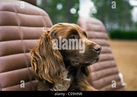 Englischer Cocker Spaniel in Jeep sitzen, während Wachtel Wachtel Jagd in Piney Woods Dougherty County, Georgia Stockfoto