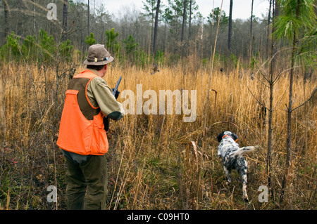 Flushing Wachtel, Upland Hunter und Englisch Setter auf Punkt bei Wachteln Jagd in Piney Woods Dougherty County Georgia Stockfoto