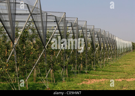 Apfel-Ernte, bedeckt mit Netzen gegen Hagel, Hohenlohe, Baden-Württemberg, Deutschland, Europa, Europa Stockfoto