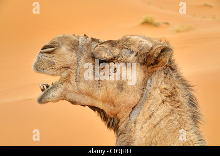 Dromedar (Camelus Dromedarius), Porträt, trekking, Wüste Erg Chebbi, Marokko, Afrika Stockfoto