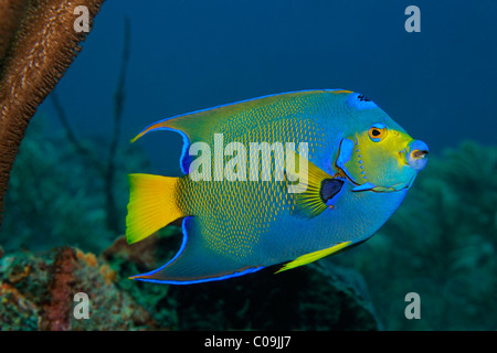 Königin-Kaiserfisch (Holacanthus Ciliaris) Little Tobago, Speyside, Trinidad und Tobago, Antillen, Karibik Stockfoto