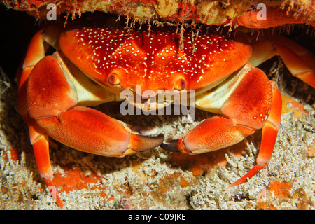 Batwing Korallen Krabbe (Carpilius Corallinus), Little Tobago, Speyside, Trinidad und Tobago, Antillen, Karibik Stockfoto