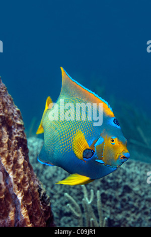Queen Sie-Kaiserfisch (Holacanthus Ciliaris), Little Tobago, Speyside, Trinidad und Tobago, Antillen, Karibik Stockfoto