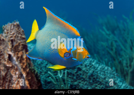 Queen Sie-Kaiserfisch (Holacanthus Ciliaris), Little Tobago, Speyside, Trinidad und Tobago, Antillen, Karibik Stockfoto