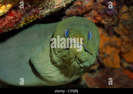 Grüne Muräne (Gymnothorax Funebris) in seiner Hideaway, Little Tobago, Karibik, kleine Antillen, Speyside, Trinidad und Tobago Stockfoto