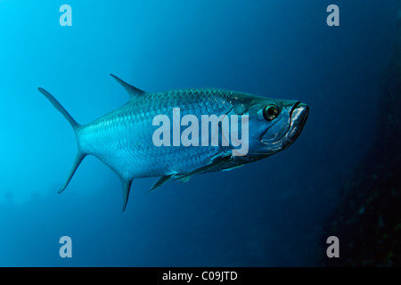 Atlantische Tarpon (Megalops Atlanticus) in blau, Little Tobago, Karibik, kleine Antillen, Speyside, Trinidad und Tobago Stockfoto