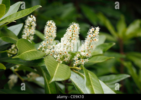 Kirschlorbeer (Prunus Laurocerasus) Blüten, Irland, Europa Stockfoto