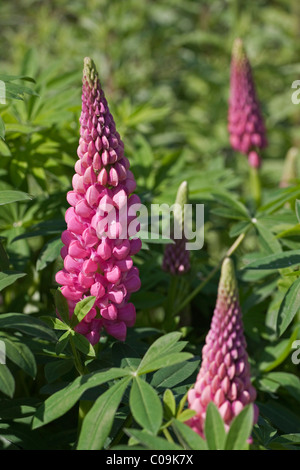 Garten-Lupine (Lupinus Polyphyllus) Stockfoto