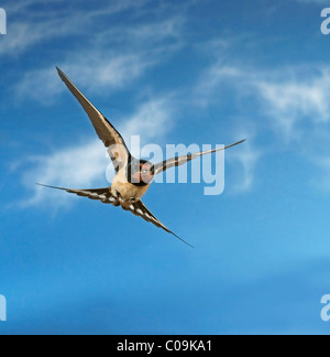 Rauchschwalbe (Hirundo Rustica) im Flug Stockfoto