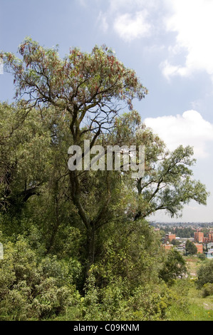 Foto von einem peruanischen Pfefferbaum (Schinus Molle) Stockfoto