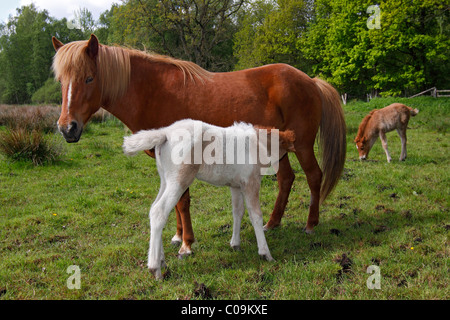 Stute, Spanferkel, Fohlen, isländische Pferd oder Pony (Equus Przewalskii F. Caballus) Stockfoto