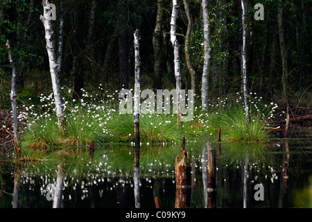 Moorlandschaft in Lueneburg Heath mit Hares-Tail Wollgras, Grasbüschel Wollgras oder ummantelten Wollgras (Wollgras Stockfoto